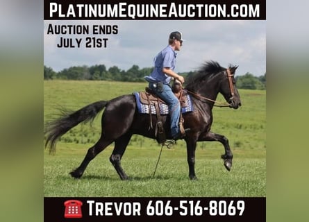 Friesian horses, Gelding, 7 years, 15.1 hh, Black