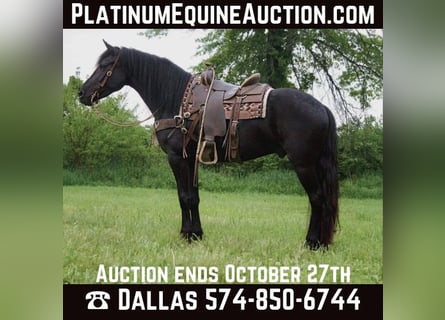 Friesian horses, Gelding, 7 years, 15.3 hh, Black