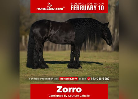 Friesian horses Mix, Gelding, 7 years, 15,3 hh, Black