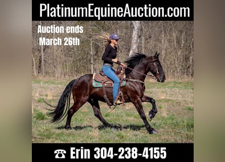 Friesian horses, Gelding, 7 years, 15 hh, Black