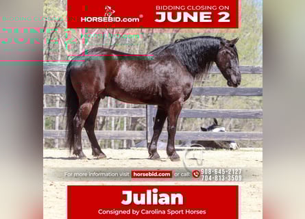Friesian horses, Gelding, 7 years, 15,1 hh, Black