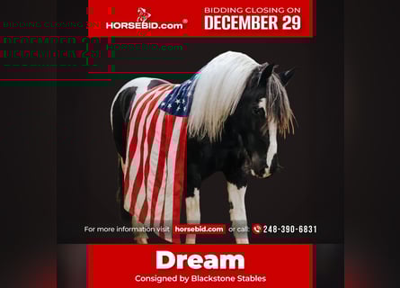 Friesian horses Mix, Gelding, 7 years, 15,1 hh, Pinto