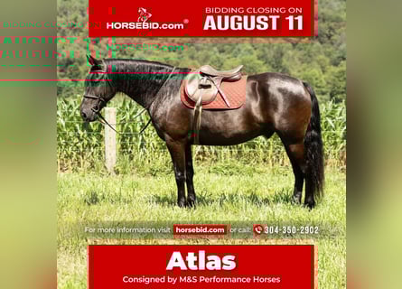 Friesian horses, Gelding, 7 years, 15,3 hh, Black