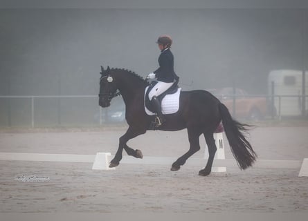 Friesian horses, Gelding, 7 years, 16,1 hh, Black