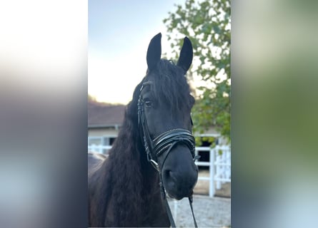 Friesian horses, Gelding, 7 years, 16,1 hh, Black