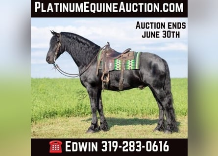 Friesian horses, Gelding, 7 years, 16.1 hh, Black