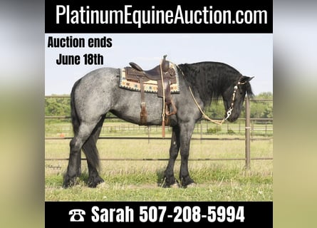 Friesian horses, Gelding, 7 years, 16,1 hh, Roan-Blue