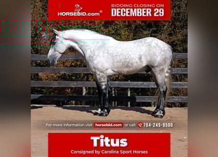 Friesian horses Mix, Gelding, 7 years, 16.2 hh, Grey