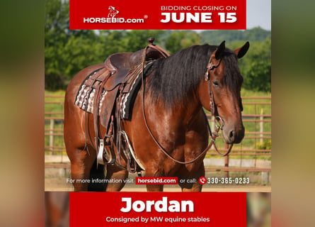 Friesian horses Mix, Gelding, 7 years, 16 hh, Bay