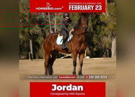 Friesian horses Mix, Gelding, 7 years, 16 hh, Bay