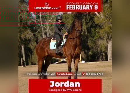 Friesian horses Mix, Gelding, 7 years, 16 hh, Bay