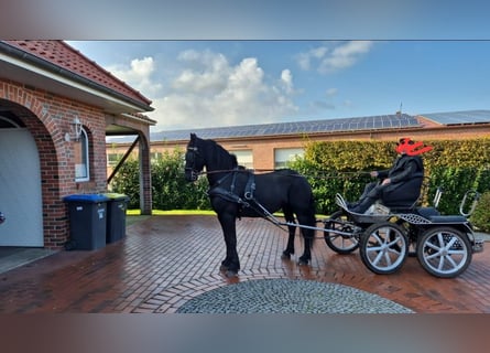 Friesian horses, Gelding, 7 years, 16 hh, Black