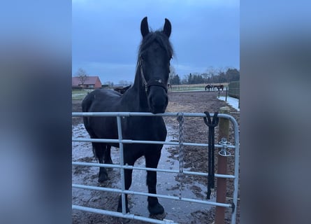 Friesian horses, Gelding, 7 years, 16 hh, Black