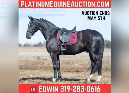 Friesian horses, Gelding, 7 years, 16 hh, Black