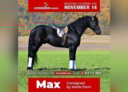 Friesian horses, Gelding, 7 years, 16 hh, Black