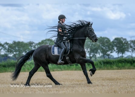 Friesian horses, Gelding, 7 years, 16,1 hh, Black