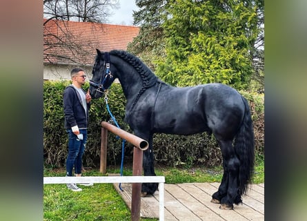 Friesian horses, Gelding, 7 years, 17 hh, Brown