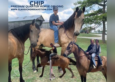 Friesian horses, Gelding, 7 years, 17 hh, Buckskin