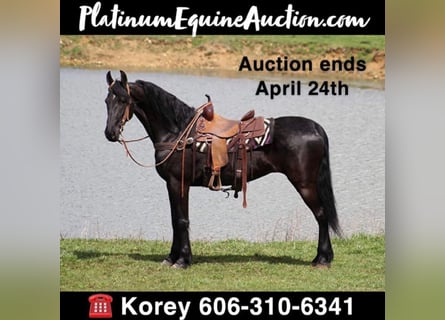 Friesian horses, Gelding, 7 years, Black