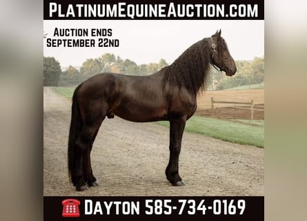 Friesian horses, Gelding, 7 years, Black