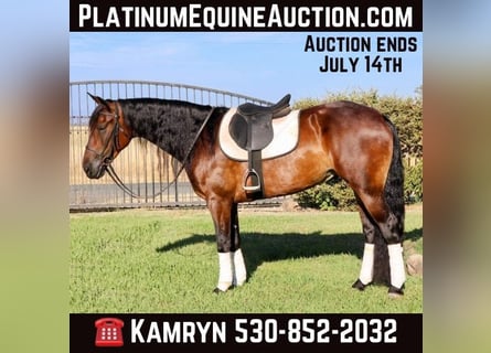 Friesian horses, Gelding, 8 years, 15.1 hh, Bay