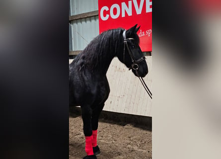 Friesian horses, Gelding, 8 years, 15,3 hh, Black