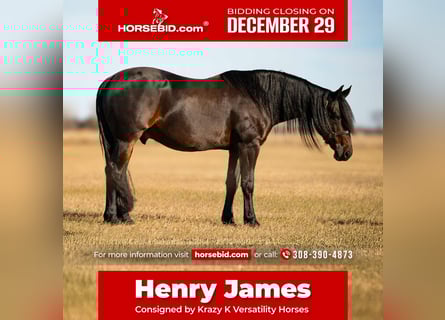 Friesian horses Mix, Gelding, 8 years, 15 hh, Bay-Dark