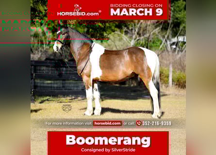 Friesian horses Mix, Gelding, 8 years, 15,2 hh, Pinto