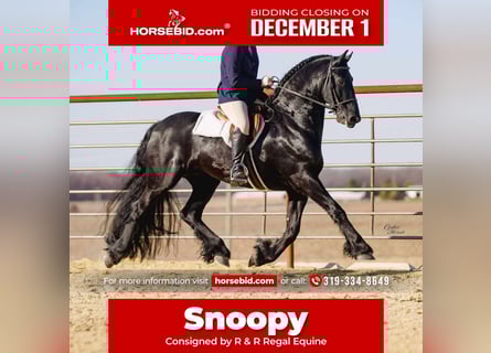 Friesian horses, Gelding, 8 years, 15,3 hh, Black