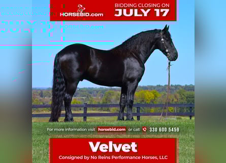 Friesian horses, Gelding, 8 years, 16.1 hh, Black