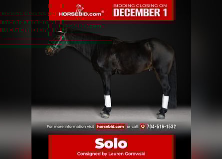 Friesian horses, Gelding, 8 years, 16.3 hh, Bay-Dark