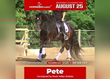 Friesian horses, Gelding, 8 years, 16.3 hh, Black