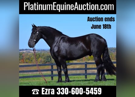 Friesian horses, Gelding, 9 years, 15,2 hh, Black