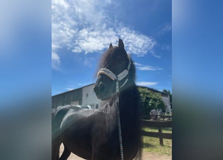 Friesian horses, Gelding, 9 years, 15,3 hh, Black