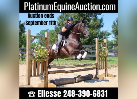 Friesian horses, Gelding, 9 years, 16.1 hh, Black