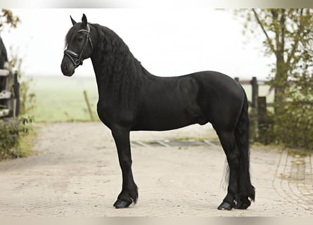 Friesian horses, Gelding, 9 years, 16 hh, Black