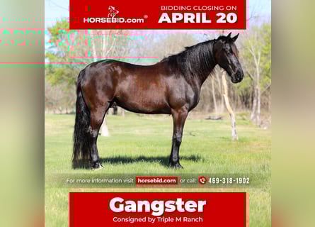 Friesian horses, Gelding, 9 years, 16 hh, Black