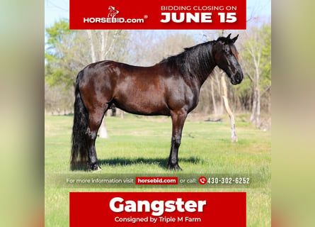 Friesian horses, Gelding, 9 years, 16 hh, Black