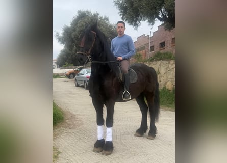 Friesian horses, Gelding, 9 years, 16,3 hh, Black