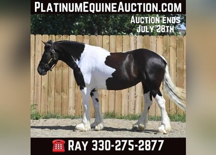 Friesian horses, Mare, 10 years, 15 hh, Tobiano-all-colors