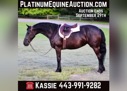 Friesian horses, Mare, 10 years, 15,2 hh, Black