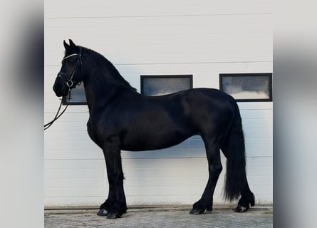 Friesian horses, Mare, 10 years, 16,1 hh, Black