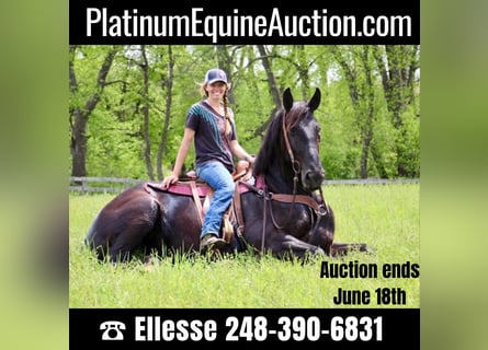 Friesian horses, Mare, 10 years, 17 hh, Black