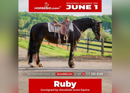 Friesian horses Mix, Mare, 10 years, Black