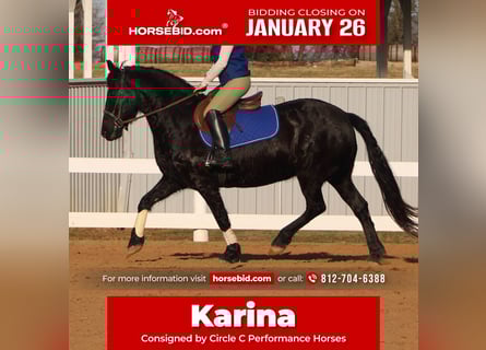 Friesian horses, Mare, 11 years, 14.2 hh, Black