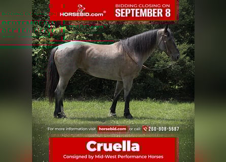 Friesian horses Mix, Mare, 11 years, 15,3 hh, Roan-Blue