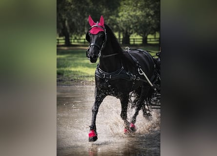 Friesian horses, Mare, 11 years, 16.2 hh, Black
