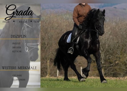 Friesian horses, Mare, 11 years, 16 hh, Black