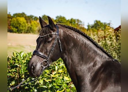 Friesian horses, Mare, 12 years, 15.2 hh, Black