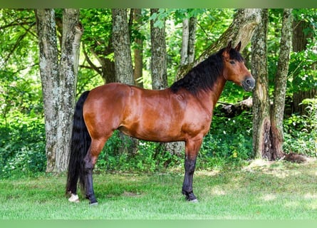 Friesian horses Mix, Mare, 12 years, 15 hh, Bay